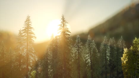 Pine-forest-on-sunrise-with-warm-sunbeams